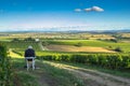 Man with binoculars sitting and guarding crop in a vineyard, panoramic background,grape harvest concept. Branches of fresh grapes
