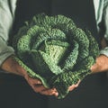 Man in black apron holding fresh green cabbagein Royalty Free Stock Photo