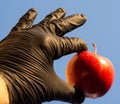 Man in black glove holding ripe apple