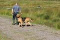 Man with bloodhound on the disused Princetown railway track, Dartmoor, England