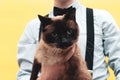 Man in blue shirt and black suspender holding cute brown siamese cat with blue eyes on yellow