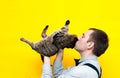 Man in blue shirt and black suspender holding and kissing cute brown tabby cat on yellow background