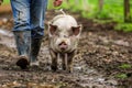 man in boots walking a muddy pig