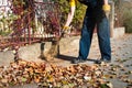 Man brooming the street to collect fallen leaves