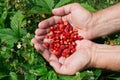The man brought in his hands ripe forest strawberries Royalty Free Stock Photo