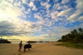 Man brought oxen walking on the beach