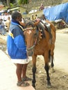 Kodaikanal, Tamil Nadu, India - June 11, 2010 A man with a brown horse for pony ride near Kodaikanal Lake