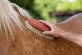 Man brushing adorable horse outdoors, closeup. Pet care