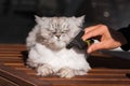 Man brushing his lovely grey cat with FURminatoror or grooming tool. Pet care, grooming. Cat loves being brushed