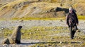 A man and a bull fur seal stare each other down on South Georgia Island. Royalty Free Stock Photo