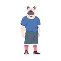 Man Bulldog Character with Animal Head Standing Wearing Sportive Clothes Vector Illustration Royalty Free Stock Photo