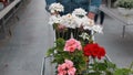 Man Buying Flowers in a Sunlit Garden Shop. 4K. Young man shopping for decorative plants on a sunny floristic greenhouse