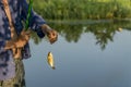 Man caches fish in the pond Royalty Free Stock Photo