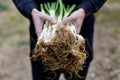 Man with calcots, sweet onions typical of Catalonia, Spain Royalty Free Stock Photo