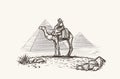 Man on Camel in desert near Pyramids illustration. Vector. Royalty Free Stock Photo