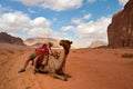 man on camel in jordan