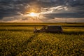 Man with car in blooming field at sunset Royalty Free Stock Photo