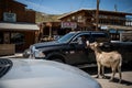 Man in the car feeding wild burros in the city of Oatman on Route 66 in Arizona