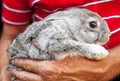 Man carefully holds a gray rabbit Royalty Free Stock Photo