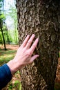 man caresses the bark of a fir tree