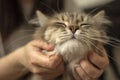 Man caresses a cat, the relationship of man and cat