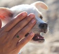 A man caresses a dog with his hands Royalty Free Stock Photo