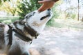 A man caresses a dog of the Laika breed Royalty Free Stock Photo