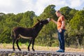 Man caressing and feed a wild donkey Royalty Free Stock Photo
