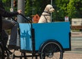 Man on a blue cargo bike with his friend dog. Mature man riding a cargo bike in the city. Tricycle bicycle with a basket Royalty Free Stock Photo