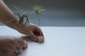 Man is caring air plants. Royalty Free Stock Photo