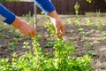 Man caring for gooseberry bush in outdoor garden