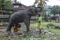 A man carries his child under an elephant within the Temple of the Sacred Tooth Relic complex in Kandy, Sri Lanka. Royalty Free Stock Photo