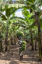 Local man with bananas in Uganda, Africa