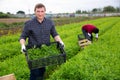 Man carrying box with green mizuna