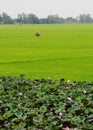 A man carrying goods on the rice field in Tinh Bien, Vietnam Royalty Free Stock Photo