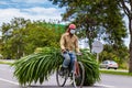  Man carrying green fodder on his bicycle on the road