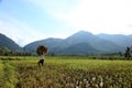 Man carrying harvested rice