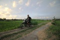 a man carrying a motorbike and green grass tied to the back seat crossing the rice fields in the afternoon