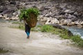 Man carrying plants Royalty Free Stock Photo