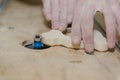 A man carves a toy on the machine. Making wooden toys. Toys made of wood. Safe toys. Educational toys, sand wooden toys Royalty Free Stock Photo