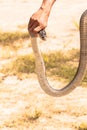 A man catch a cobra by hand Royalty Free Stock Photo