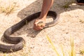 A man catch a cobra by hand Royalty Free Stock Photo