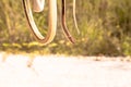 A man catch a cobra by hand Royalty Free Stock Photo