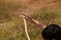 A man catch a cobra by hand Royalty Free Stock Photo