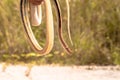 A man catch a cobra by hand Royalty Free Stock Photo