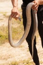 A man catch a cobra by hand Royalty Free Stock Photo