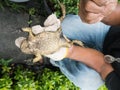 The man Caught Bullfrog Back Down Royalty Free Stock Photo