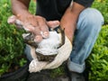 The man Caught Bullfrog Back Down Royalty Free Stock Photo