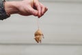 The man caught a mouse. Hand holds the tail of a beige mouse