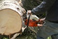 Man with chainsaw cutting birch tree Royalty Free Stock Photo